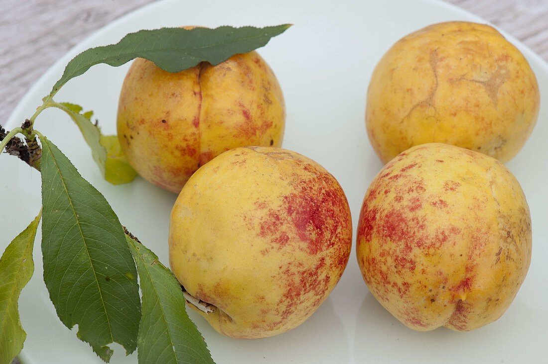 Peach 'Balkonella' (Prunus persica)