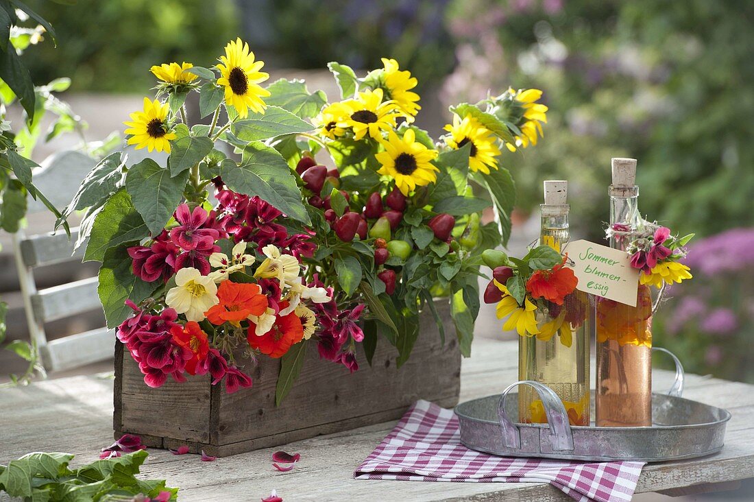 Helianthus (Sonnenblumen), Zierpaprika (Capsicum annuum)