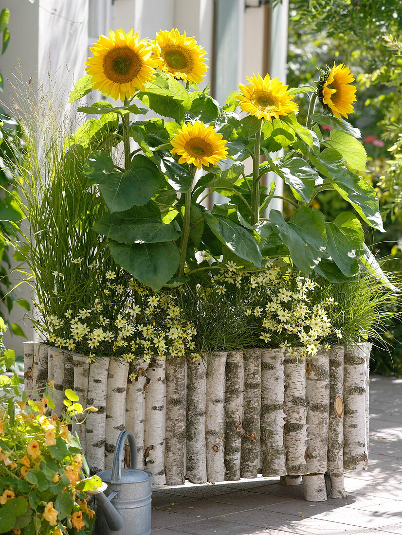Box of birch stems planted with Helianthus 'Summer Breeze'