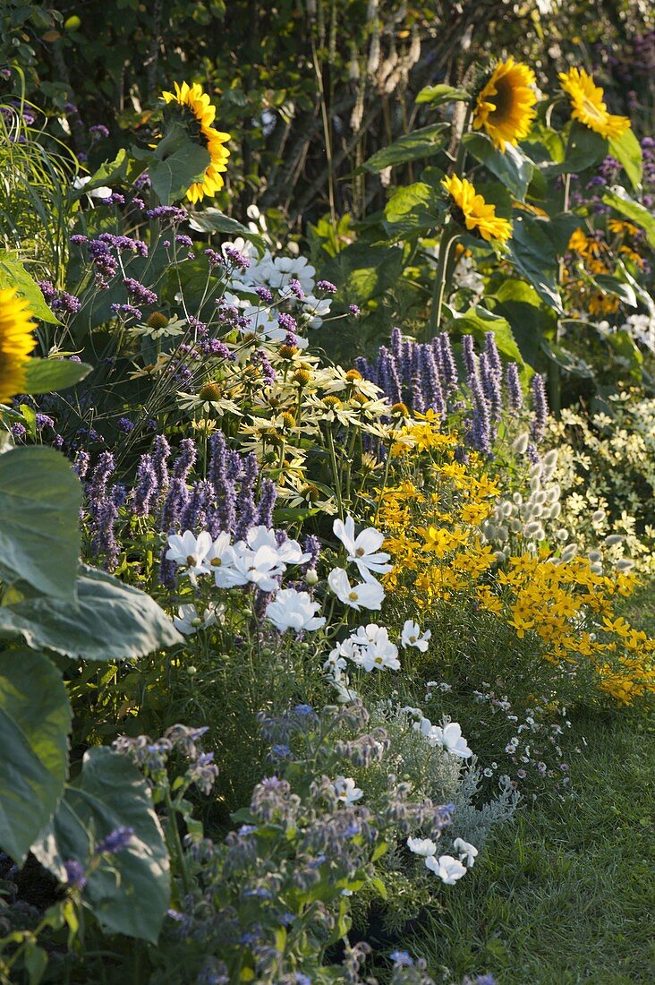 Helianthus 'Summer Breeze'(Sonnenblumen), Agastache'Blue Fortune'