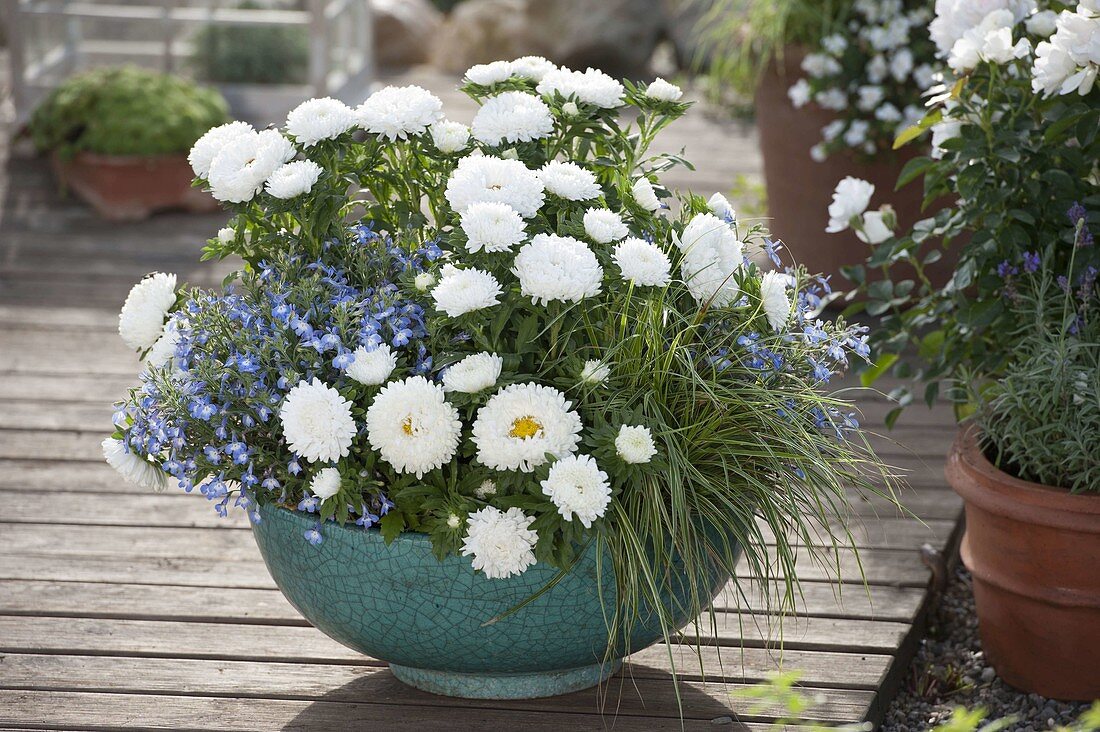 Callistephus chinensis (Summer Aster), Lobelia Hot 'Arctic Blue'