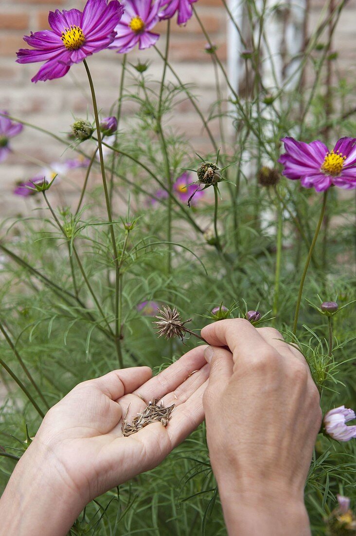 Harvesting Cosmos seeds (garden cosmos)