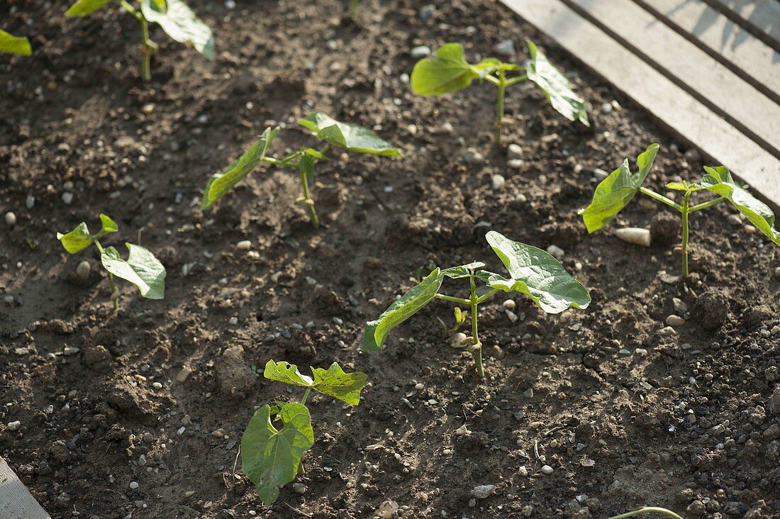 Frisch gekeimte Buschbohnen (Phaseolus) im Beet