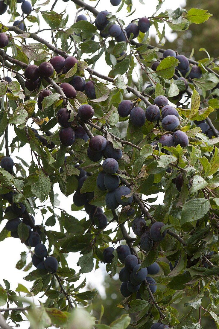 Ripe plums (Prunus domestica) on tree