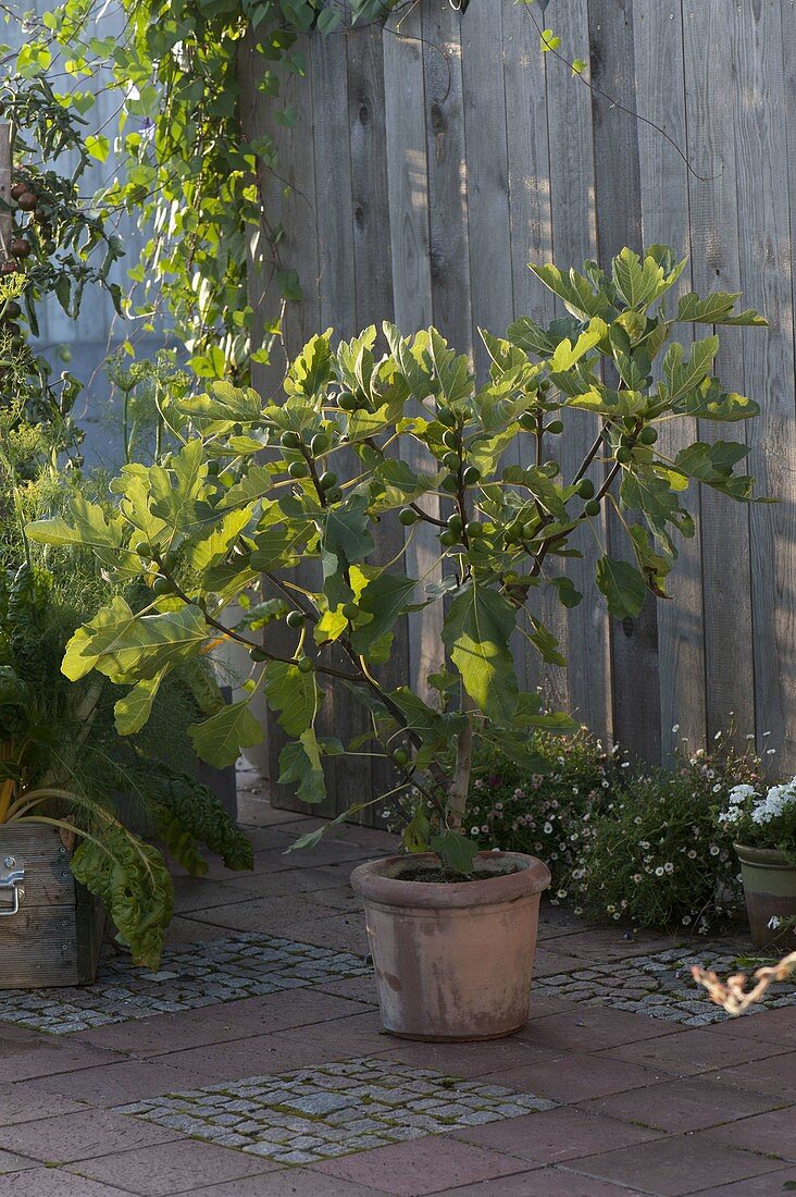 Ficus carica (True fig) in terracotta pot