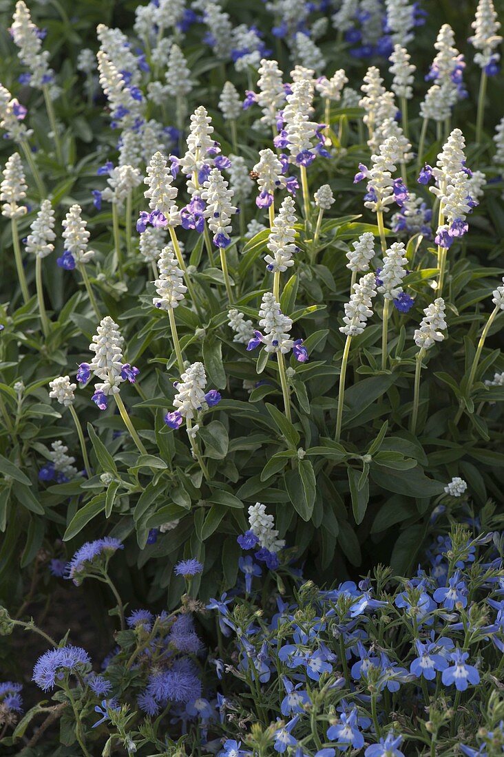 Blue-white bed by the fence