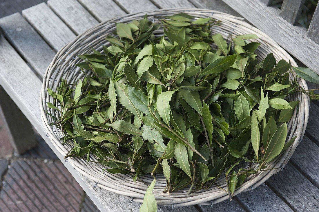 Dry leaves of laurel (Laurus nobilis) as a spice