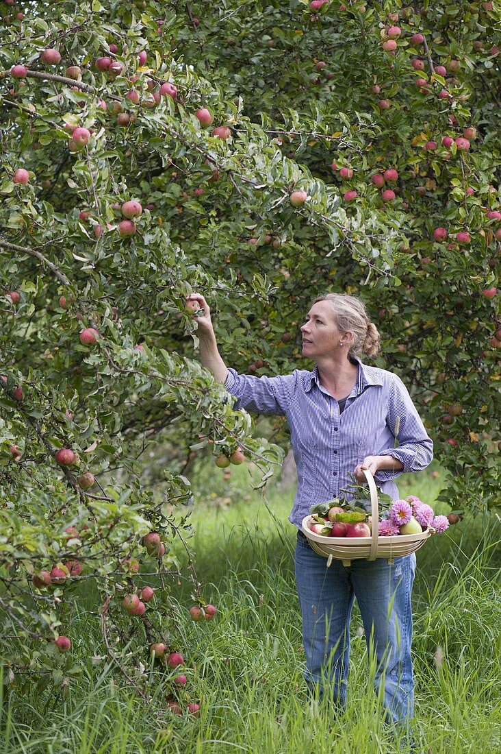 Frau pflückt Äpfel (Malus)