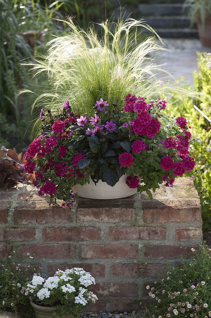 Verbena Estrella 'Merlot', Dahlia, Stipa