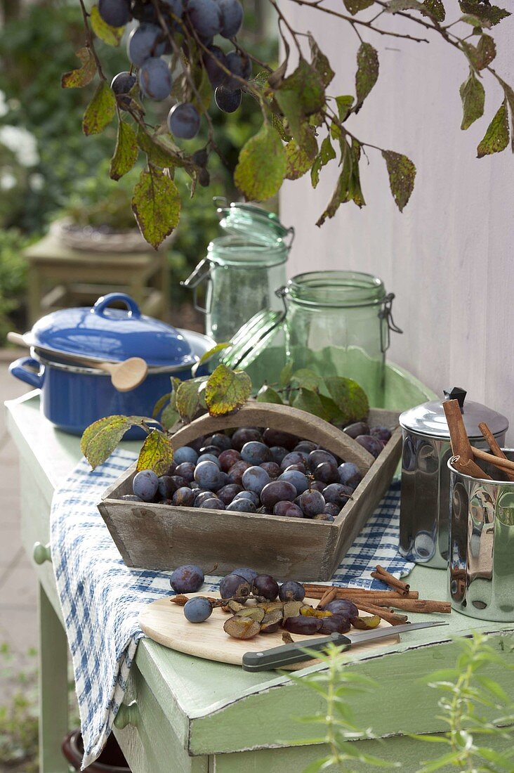 Freshly harvested plums (Prunus domestica) in wooden basket
