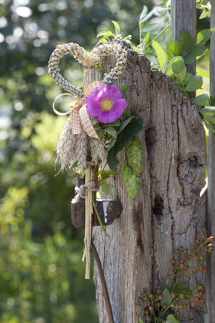 Heart made of wheat braided, with Rose and humulus