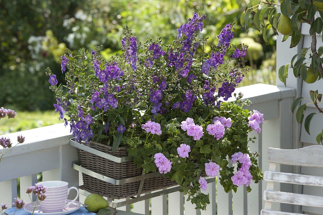 Basket box planted with Angelonia Angel Face 'Blue Improved' (Angel Face)