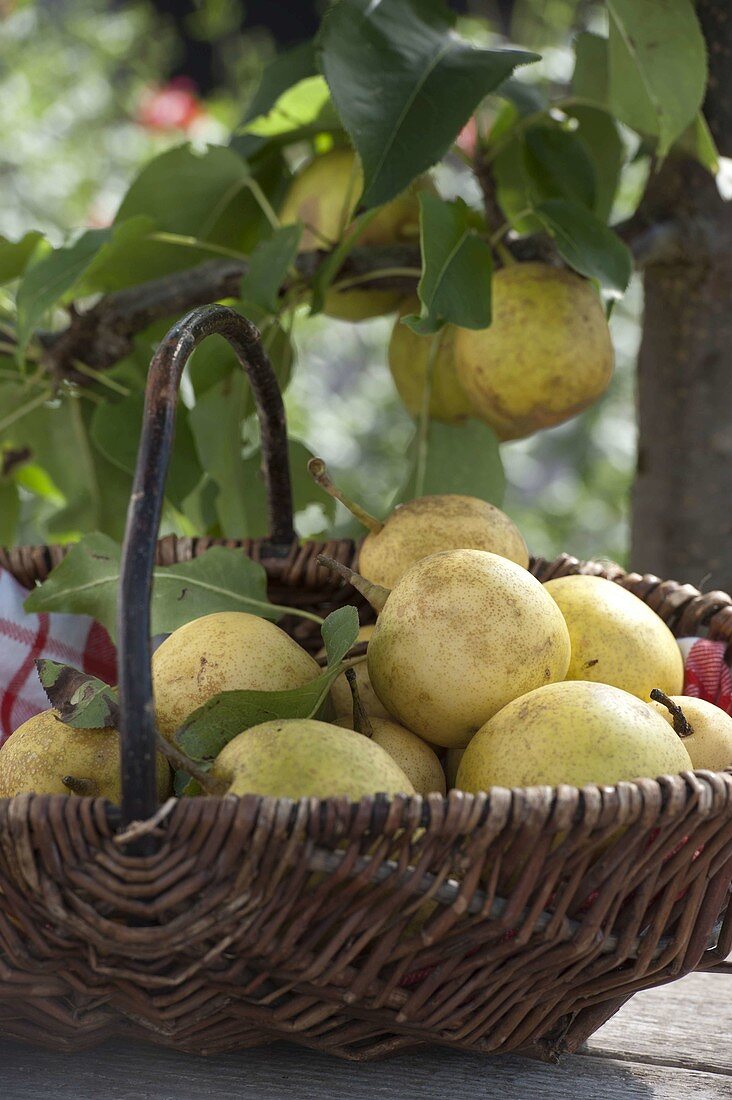 Freshly harvested Nashi pears (Pyrus pyrifolia) in basket