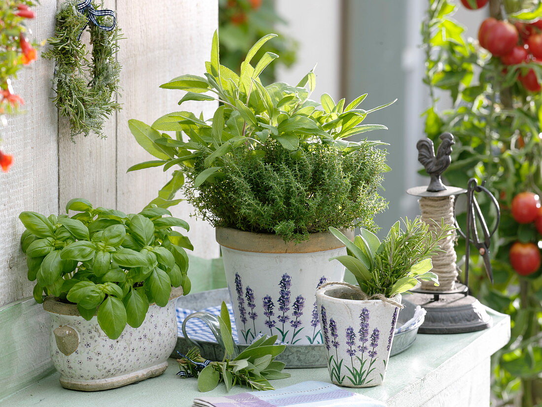 Basil (Ocimum basilicum), thyme (Thymus vulgaris), sage