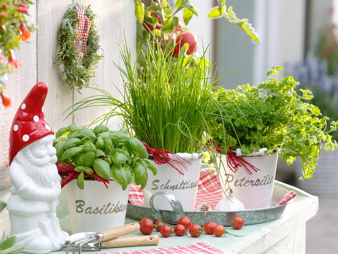 Basil (Ocimum basilicum), Chives (Allium schoenoprasum)