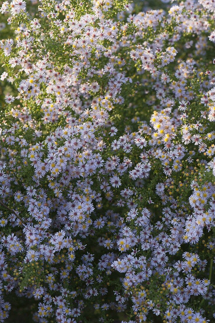 Aster cordifolius (Black Aster)