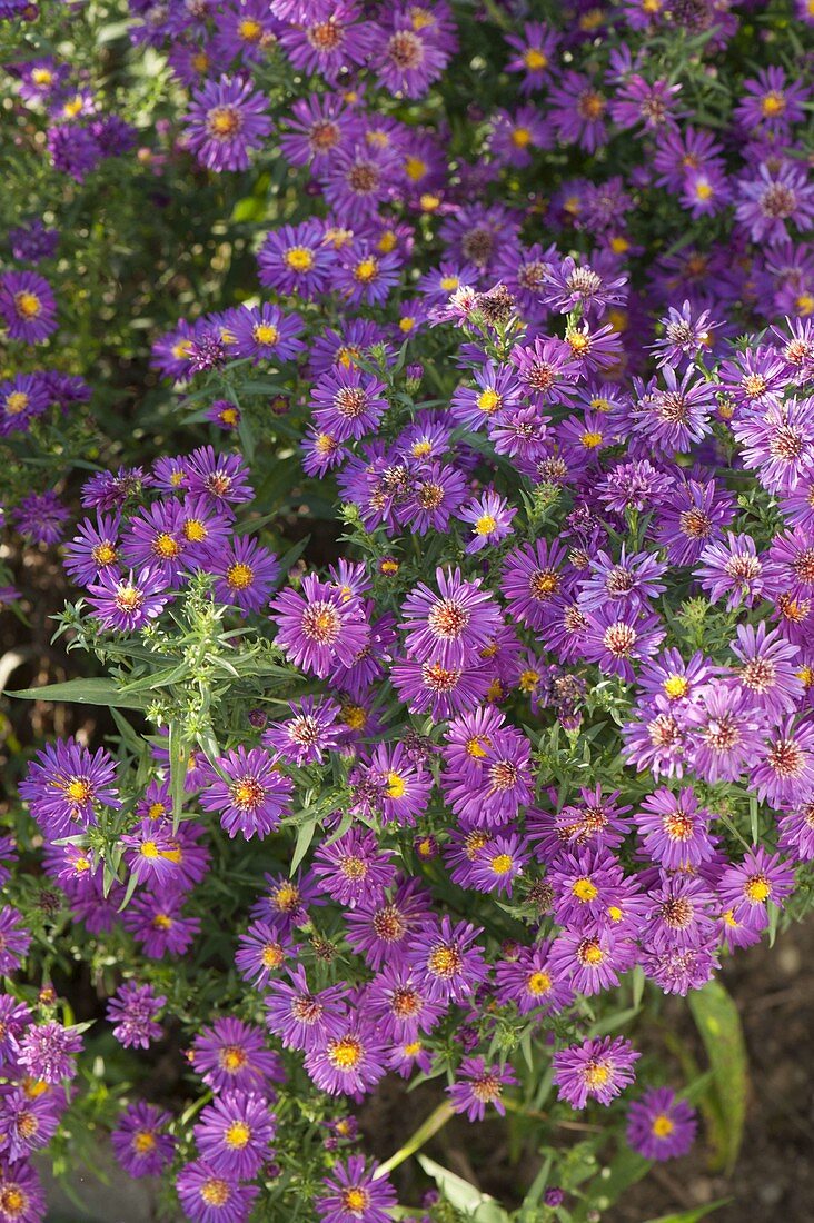 Aster novi-belgii 'Royal Velvet' (Smooth-leaved Aster)