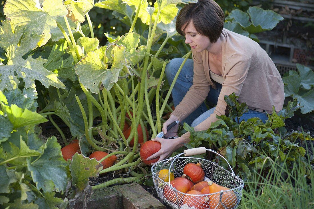 Young woman harvesting Hokkaido pumpkins (Cucurbita)