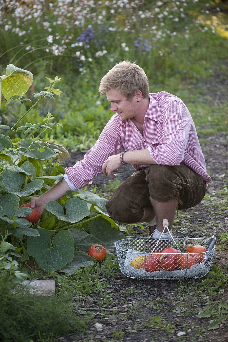 Junger Mann erntet Hokkaido-Kürbisse (Cucurbita)