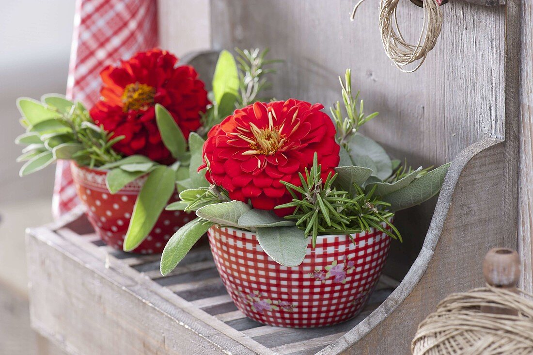 Small arrangements of zinnia (zinnias), sage (Salvia officinalis) and rosemary