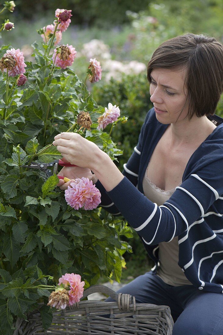 Young woman removes faded flowers from Dahlia (dahlia)
