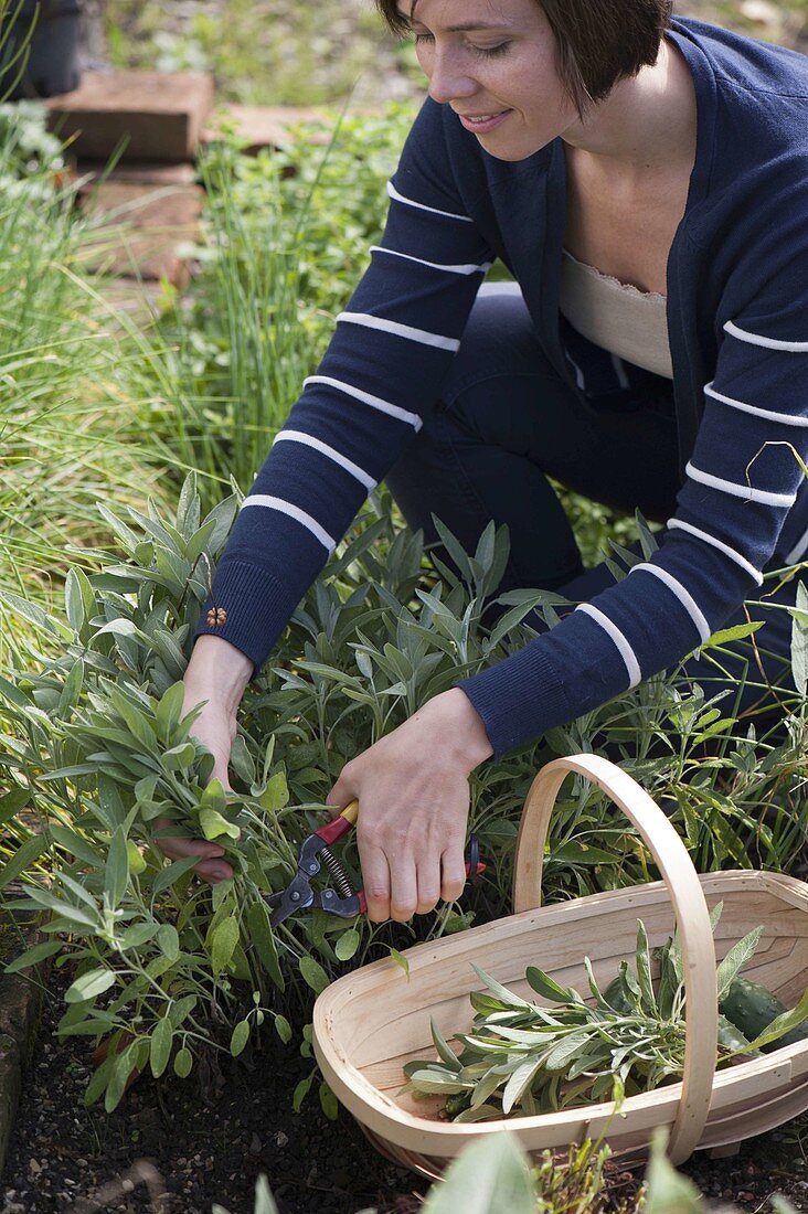 Young woman harvesting sage