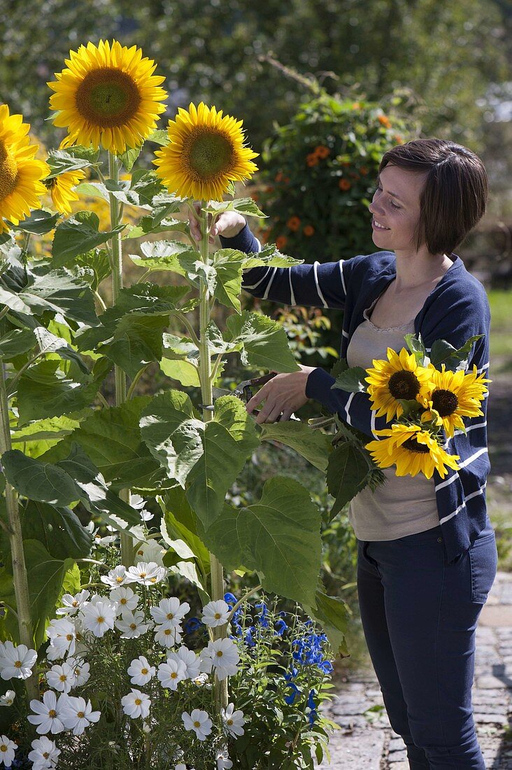 Frau schneidet Helianthus (Sonnenblumen) für Strauß