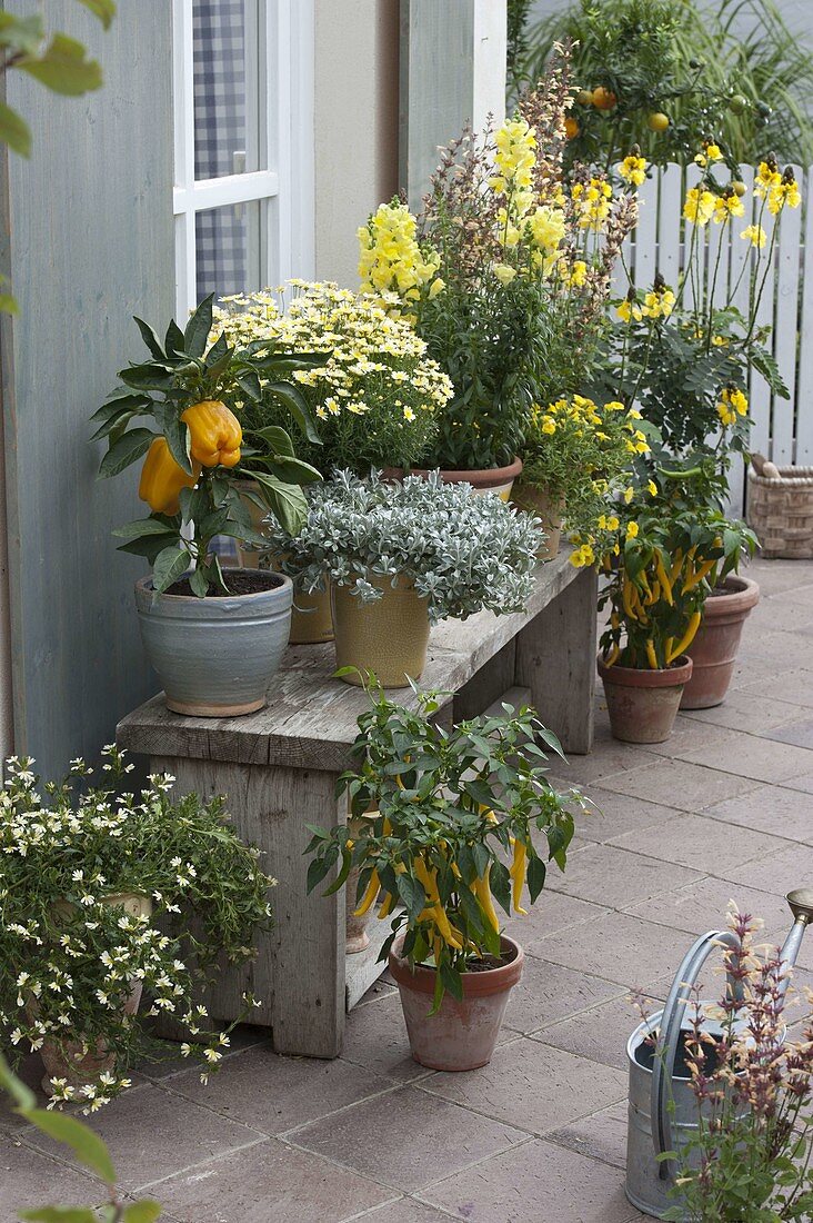 Terrace with yellow plants