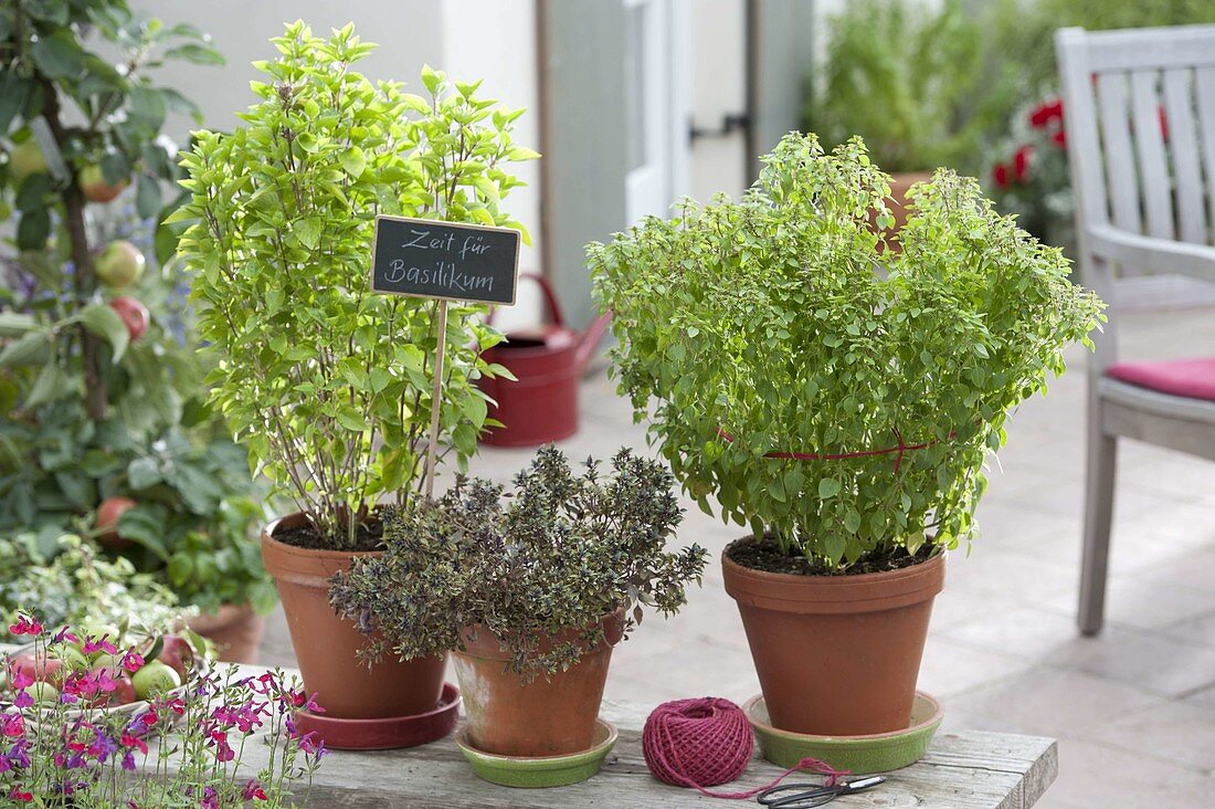 Basil 'Green Giant' 'Red Ball' 'Green Super Globe' (Ocimum basilicum)