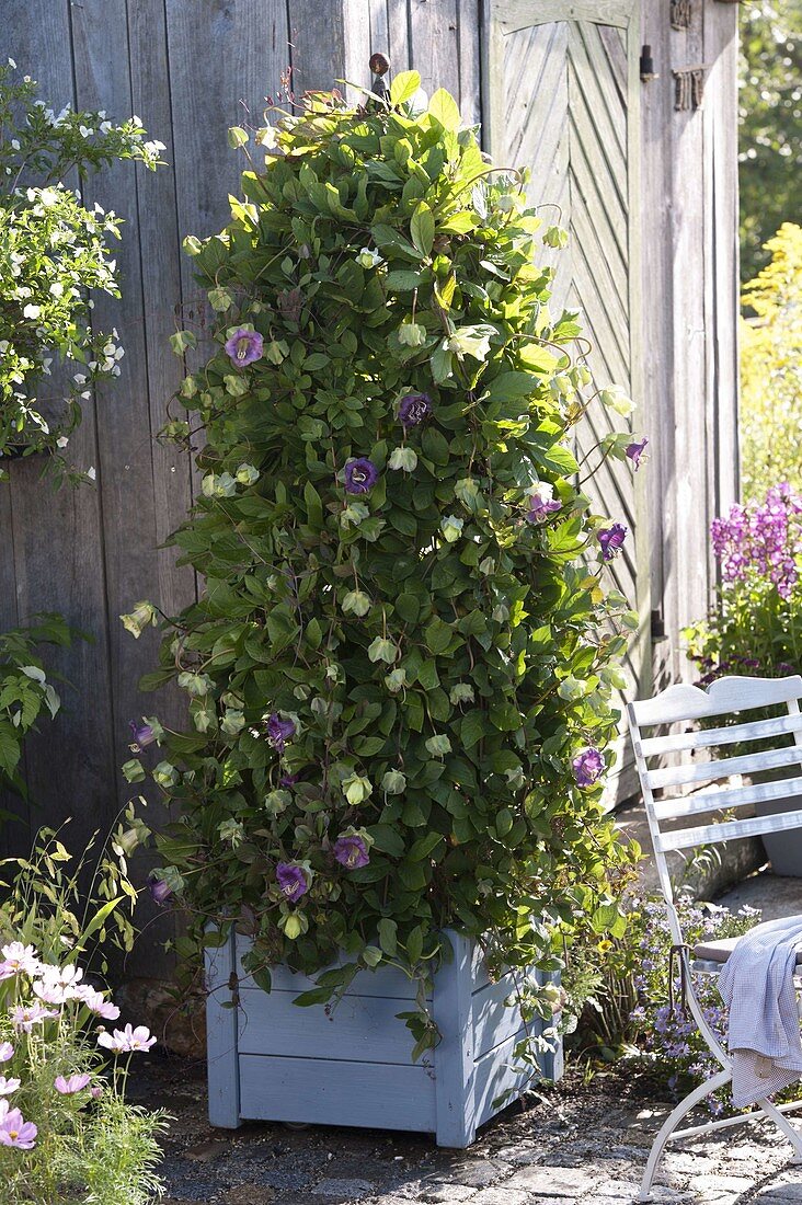 Cobaea scandens (bell vine) in a mobile blue wooden box