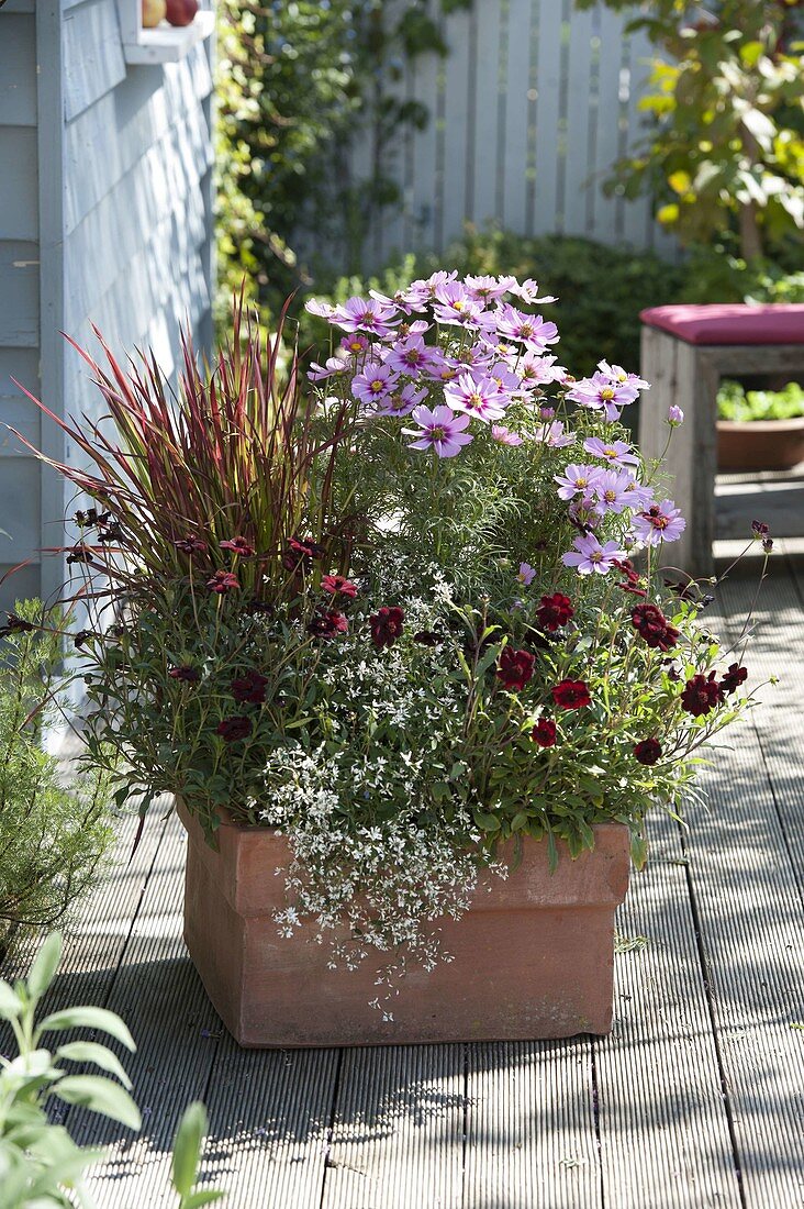 Terracotta box with Cosmos, Imperata cylindrica