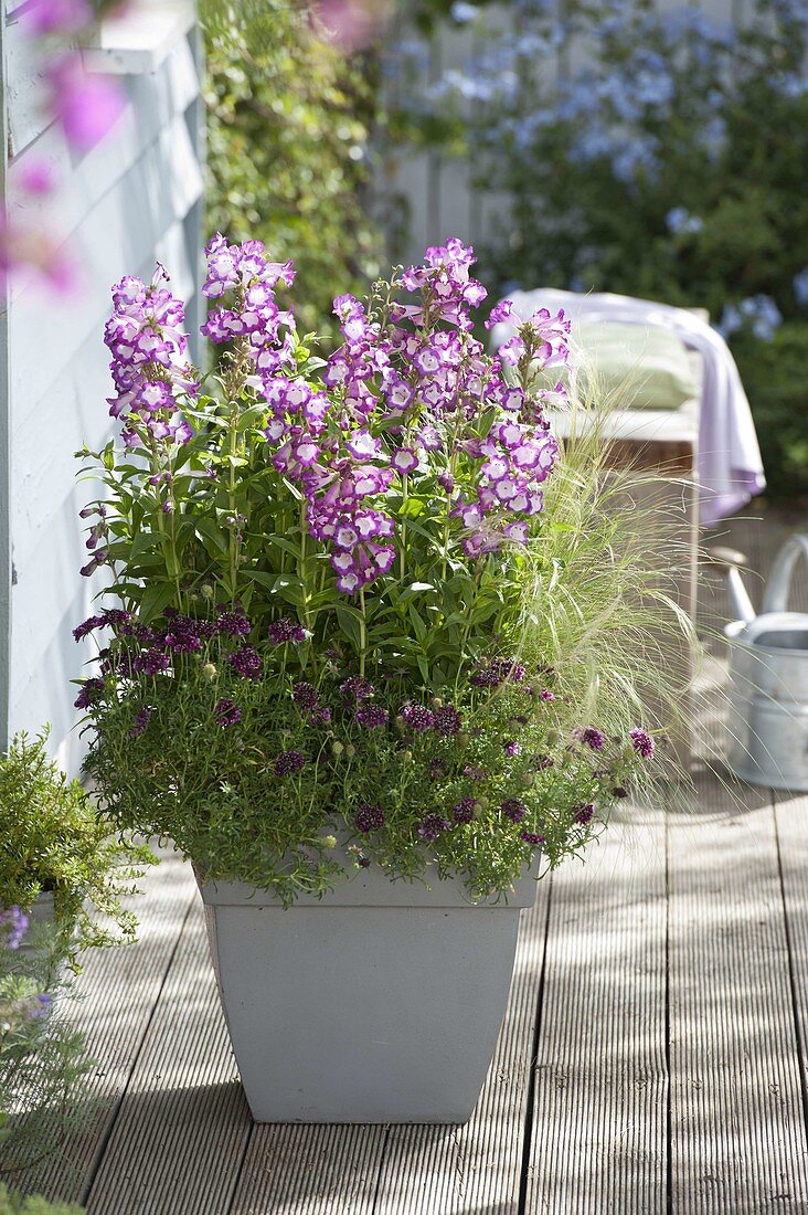 Penstemon 'Purple Passion' (beard grass), Stipa (hair grass), Scabiosa