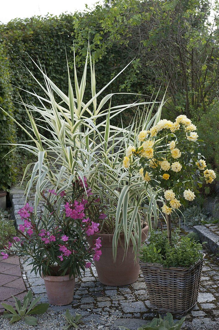 Arundo Donax 'Versicolor' (Pole Cane), Rosa (Rose Stem)