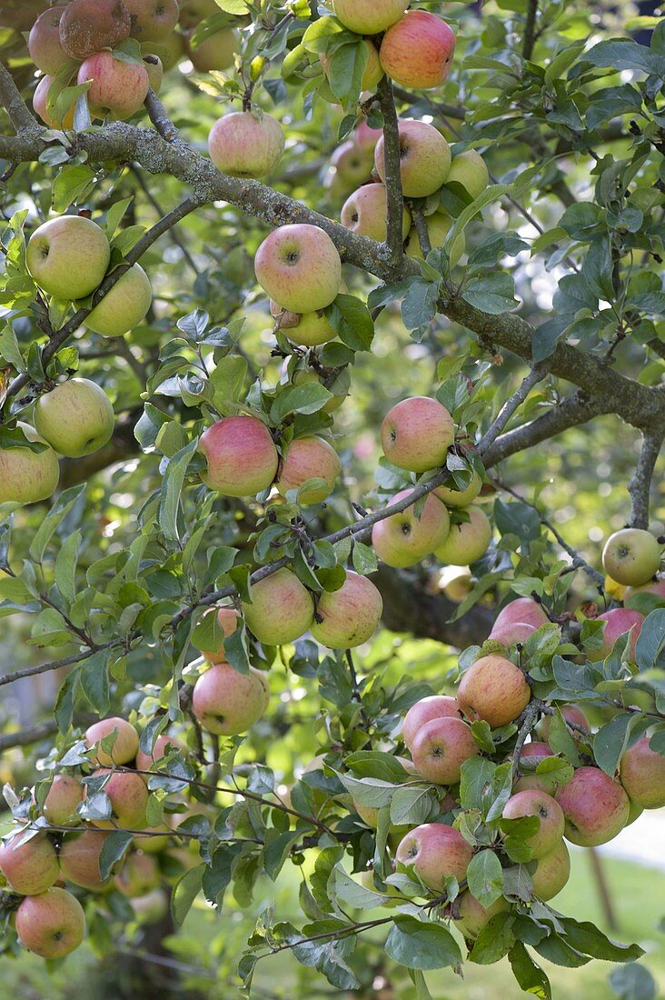 Apfel 'Goldparmäne' (Malus) , alte Apfelsorte