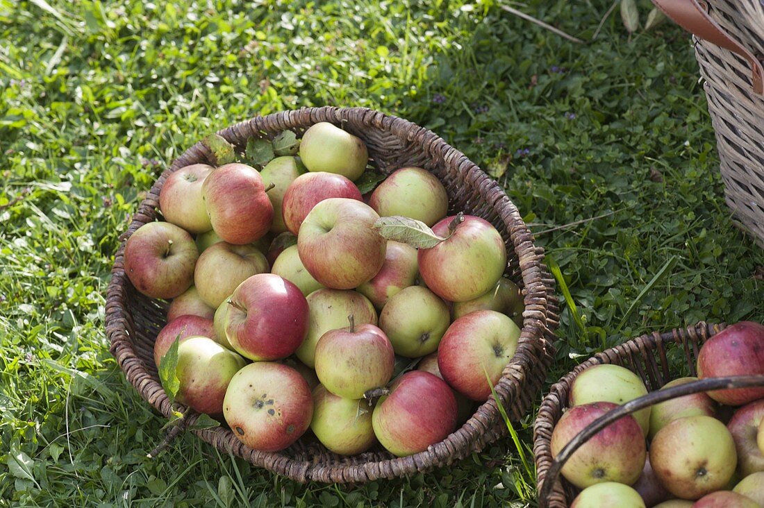 Apple harvest on meadow orchard