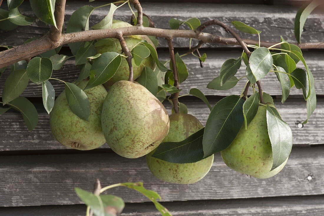 Pear 'Alexander Lukas' (Pyrus communis), autumn pear