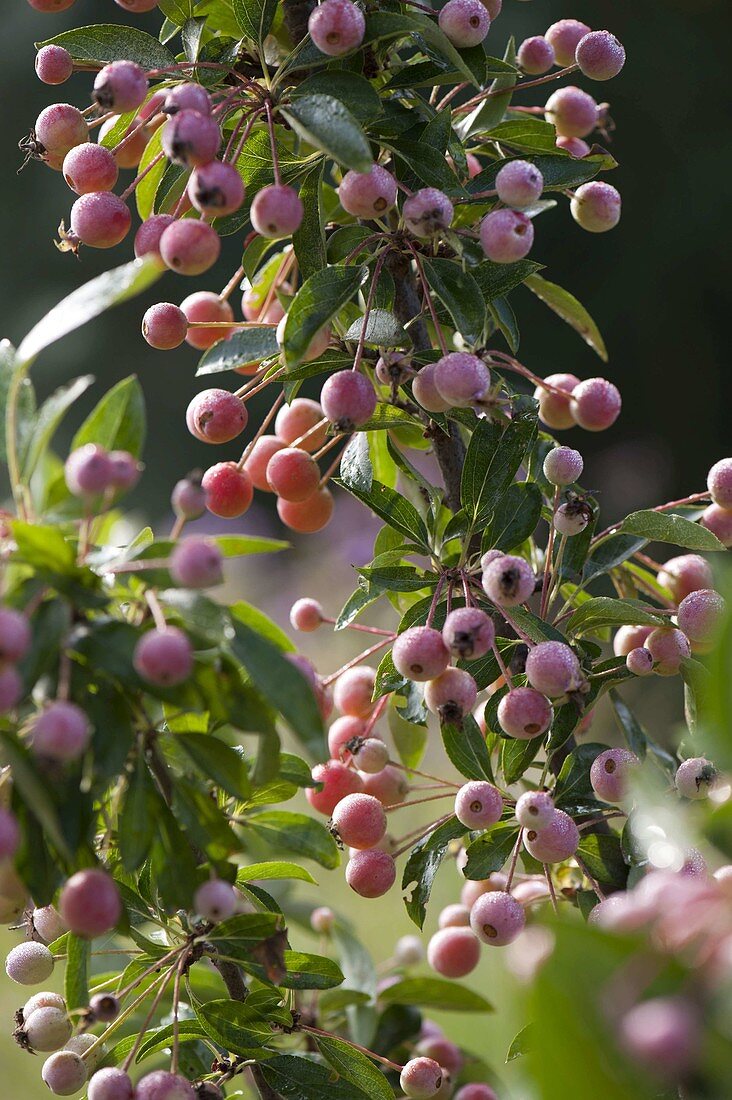 Malus 'Adirondack' (ornamental apple)