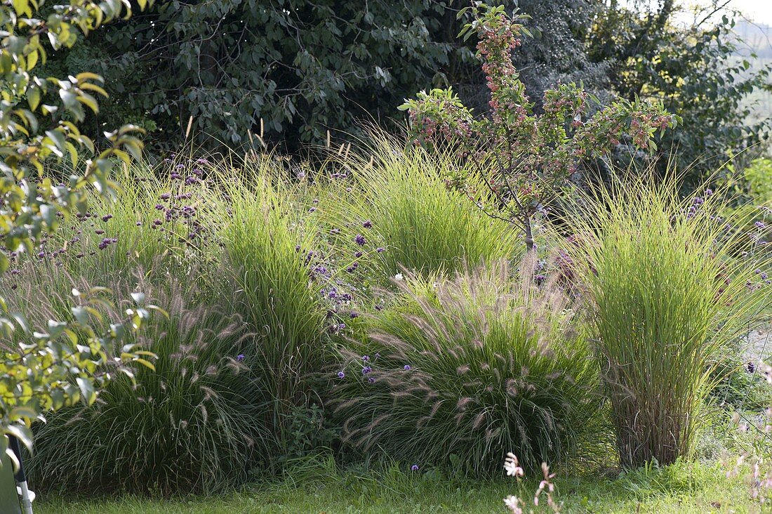 Pennisetum compressum 'Hameln' (feather bristle grass) and Miscanthus