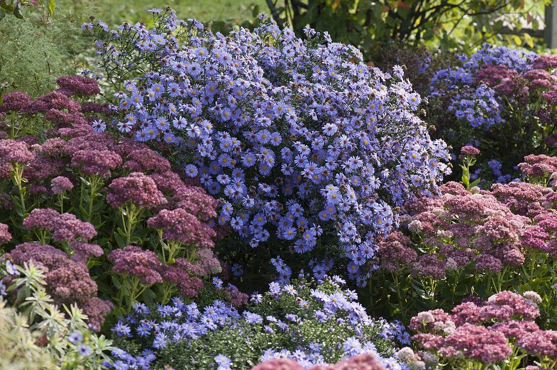 Sedum telephium 'Herbstfreude' (Autumn Joy) with Aster dumosus