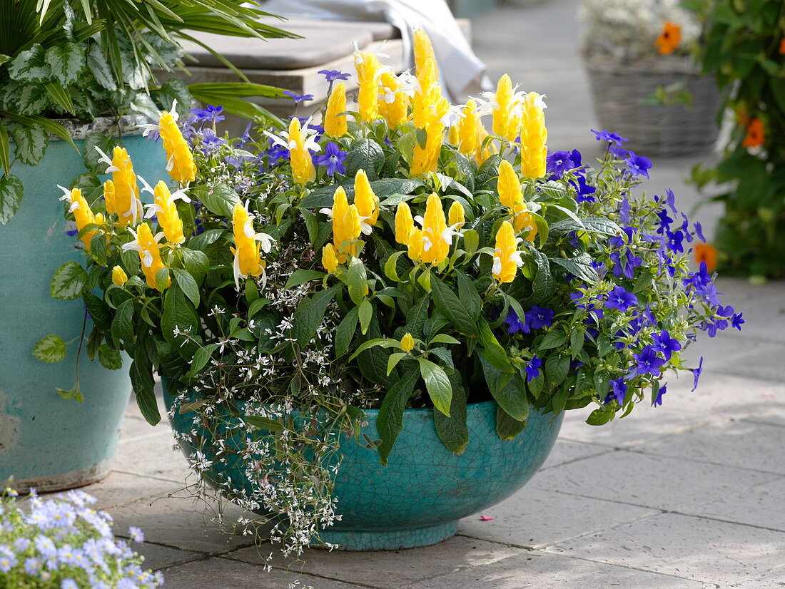 Pachystachys lutea (Golden Ear), Euphorbia 'Diamond Frost' (Magic Snow)