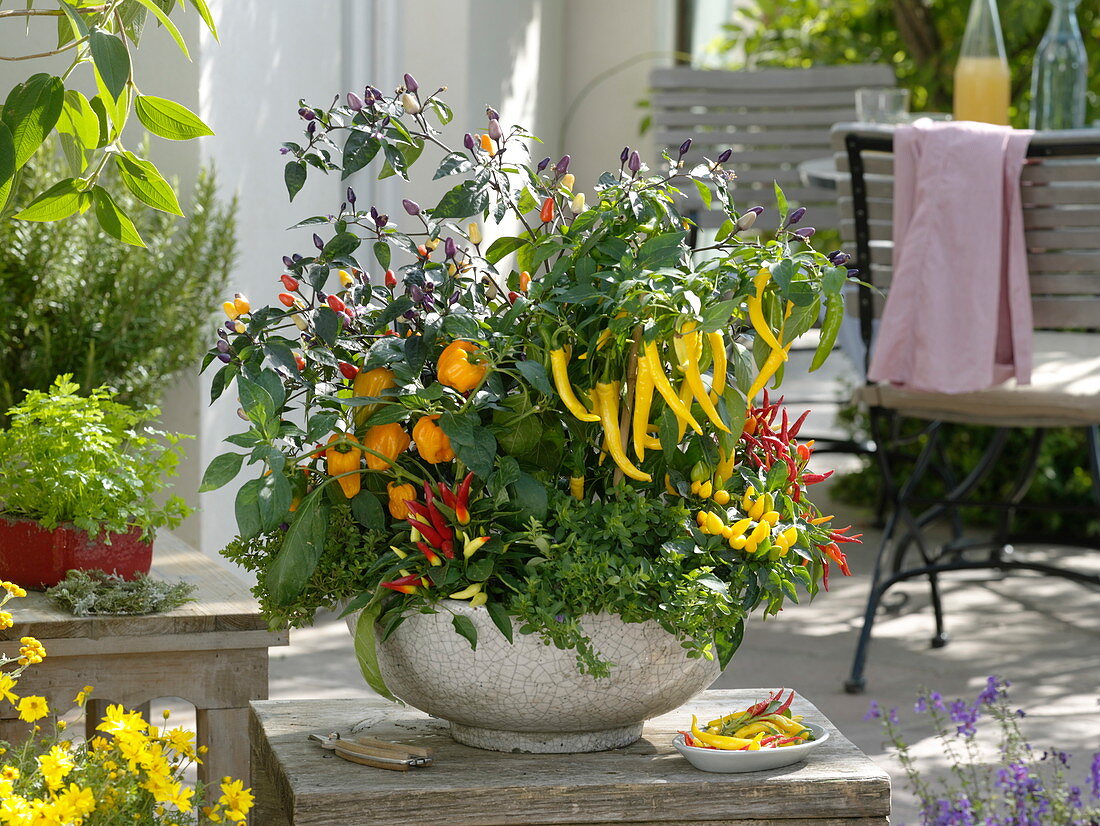 Bowl of various peppers, hot peppers and chili (Capsicum)