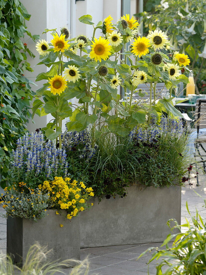 Helianthus 'Garden Statement', 'Field Sunflowers' (Sunflowers)