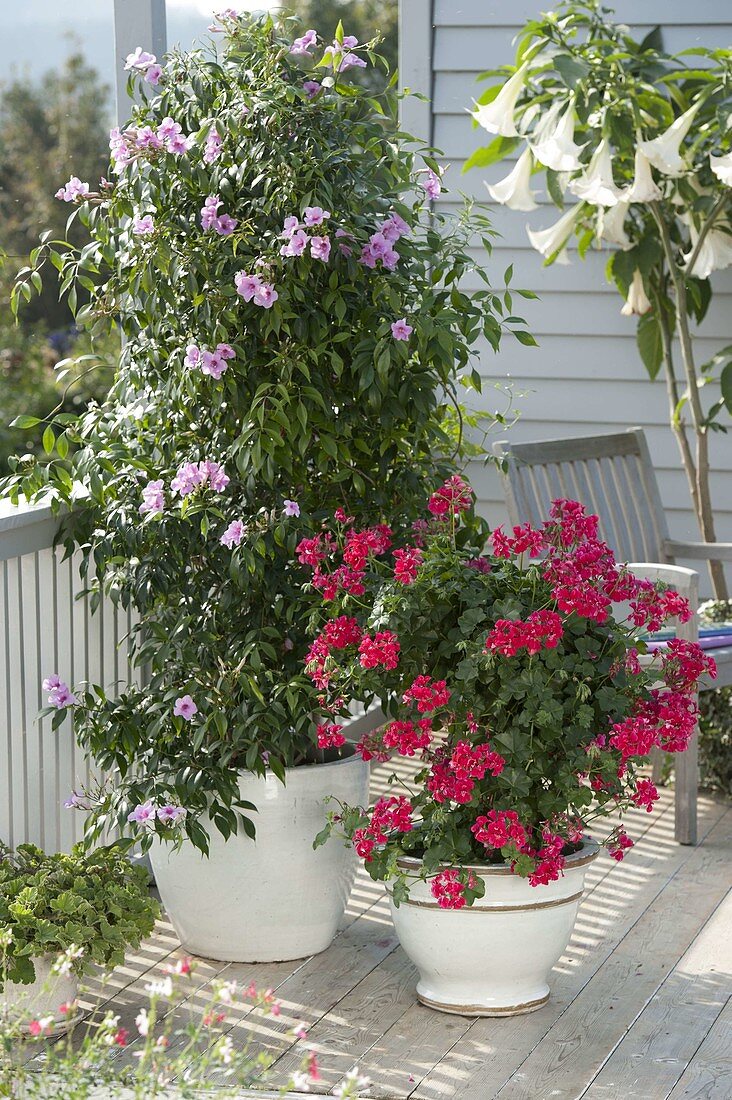 Pandorea jasminoides (Bower vine), Pelargonium peltatum 'Holiday Red Blizzard'