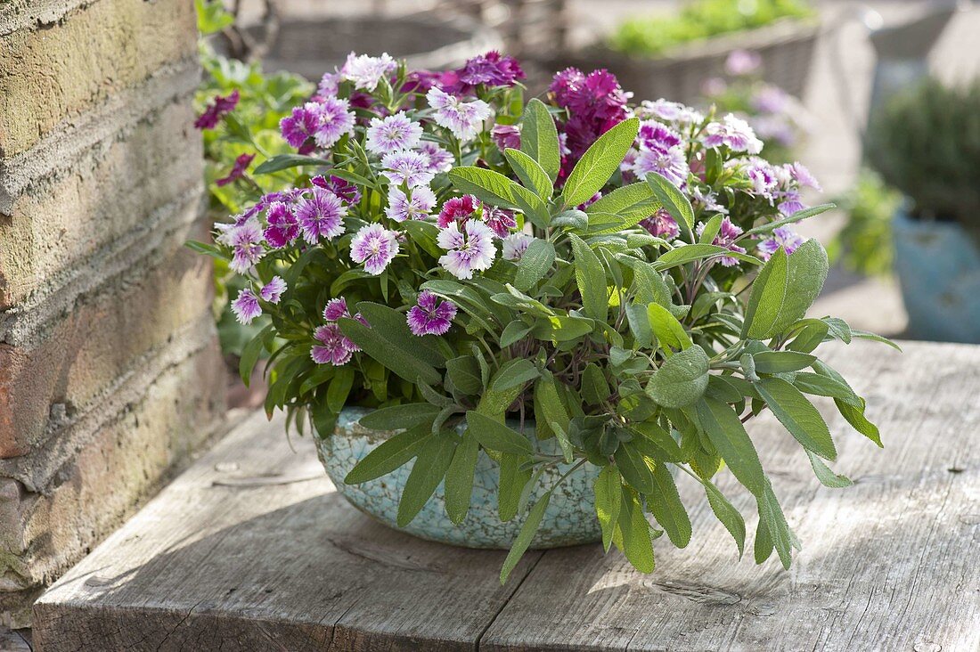 Dianthus chinensis and sage