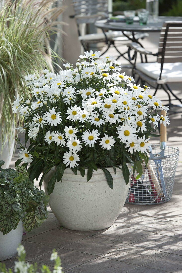 Leucanthemum x superbum 'Daisy May' (daisies) in a white tub