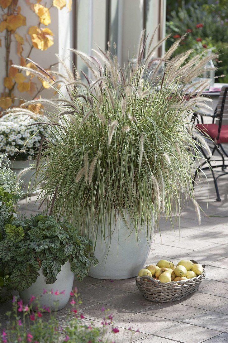 Pennisetum 'Sky Rocket', Heuchera