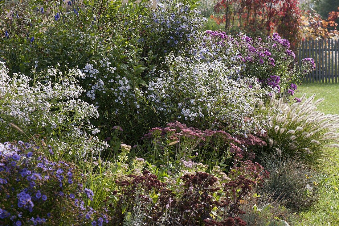 Herbstbeet mit Aster (Herbstastern), Sedum 'Herbstfreude' (Fetthenne)