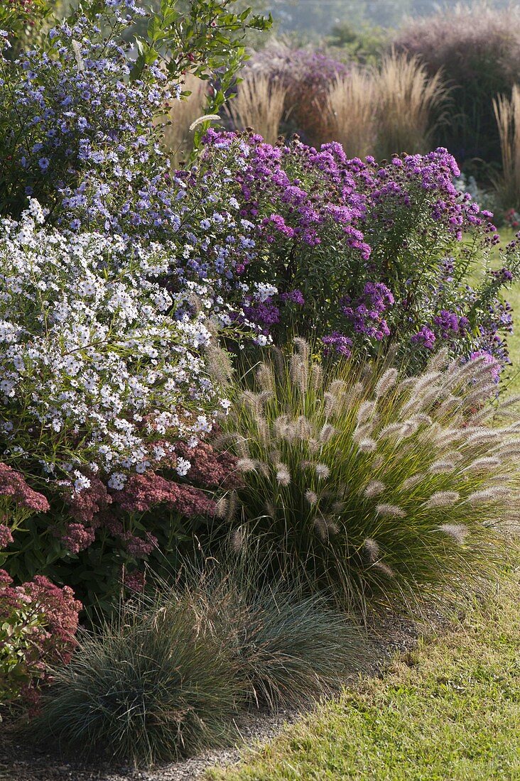 Herbstbeet mit Aster (Herbstastern), Sedum 'Herbstfreude' (Fetthenne)