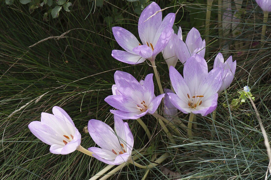 Colchicum autumnalis (Autumn crocus)