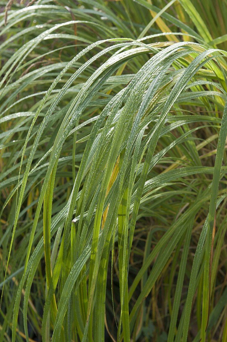 Spartinia michauxiana with dewdrops